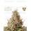 Tropical Zmoothie Auto - Seedstockers