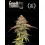 Terp & Tonic - Seedstockers