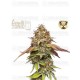 Terp & Tonic - Seedstockers