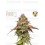 Terp & Tonic - Seedstockers