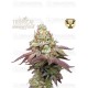 Tropical Zmoothie - Seedstockers