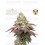Tropical Zmoothie - Seedstockers