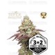 Tropical Zmoothie - Seedstockers