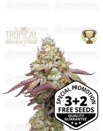 Tropical Zmoothie - Seedstockers