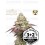 Tropical Zmoothie - Seedstockers