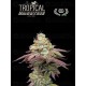 Tropical Zmoothie - Seedstockers