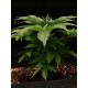 Tropical Zmoothie - Seedstockers