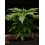 Tropical Zmoothie - Seedstockers