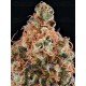 Tropical Zmoothie - Seedstockers