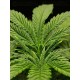 Tropical Zmoothie - Seedstockers