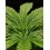 Tropical Zmoothie - Seedstockers