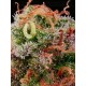 Tropical Zmoothie - Seedstockers