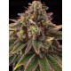 Tropical Zmoothie - Seedstockers
