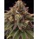Tropical Zmoothie - Seedstockers
