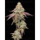 Tropical Zmoothie - Seedstockers
