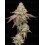 Tropical Zmoothie - Seedstockers