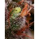 Terp & Tonic - Seedstockers