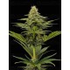 Terp & Tonic - Seedstockers