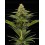 Terp & Tonic - Seedstockers