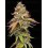 Terp & Tonic - Seedstockers