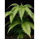Terp & Tonic - Seedstockers