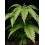 Terp & Tonic - Seedstockers