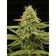Terp & Tonic - Seedstockers