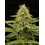 Terp & Tonic - Seedstockers