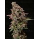 Terp & Tonic - Seedstockers