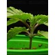Terp & Tonic - Seedstockers