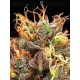 Tropical Zmoothie Auto - Seedstockers