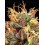 Tropical Zmoothie Auto - Seedstockers