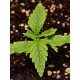 Tropical Zmoothie Auto - Seedstockers