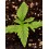 Tropical Zmoothie Auto - Seedstockers