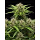 Tropical Zmoothie Auto - Seedstockers