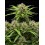Tropical Zmoothie Auto - Seedstockers