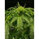 Tropical Zmoothie Auto - Seedstockers