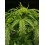 Tropical Zmoothie Auto - Seedstockers