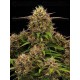 Tropical Zmoothie Auto - Seedstockers