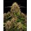 Tropical Zmoothie Auto - Seedstockers