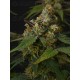 Panty Punch - Seedstockers