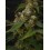 Panty Punch - Seedstockers