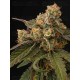 Panty Punch - Seedstockers