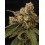 Panty Punch - Seedstockers