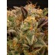 Panty Punch - Seedstockers