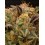 Panty Punch - Seedstockers
