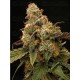 Panty Punch - Seedstockers