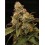 Panty Punch - Seedstockers