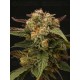 Panty Punch - Seedstockers