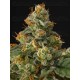 Panty Punch - Seedstockers